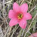 Cyrtanthus galpinii, Linda Loffler, iNaturalist, CC BY-NC