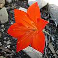 Cyrtanthus guthrieae, Cameron McMaster