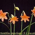 Cyrtanthus mackenii × Cyrtanthus eucallus, Bill Dijk