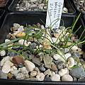 Cyrtanthus mackenii seedlings, Byron Amerson