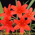 Cyrtanthus montanus × Cyrtanthus elatus, Bill Dijk