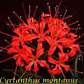 Cyrtanthus montanus, Bill Dijk