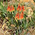 Cyrtanthus obliquus, Karoo Garden, Roy Herold