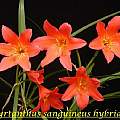 Cyrtanthus sanguineus hybrids, Bill Dijk