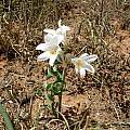 Cyrtanthus smithiae, Cameron McMaster
