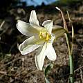Cyrtanthus smithiae, Cameron McMaster