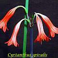 Cyrtanthus spiralis, Bill Dijk [Shift+click to enlarge, Click to go to wiki entry]