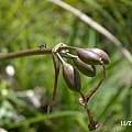 Cyrtanthus suaveolens fruit, Cameron McMaster