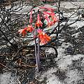 Cyrtanthus ventricosus after a fire, Cameron McMaster