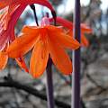 Cyrtanthus ventricosus after a fire, Cameron McMaster