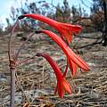 Cyrtanthus ventricosus after a fire, Cameron McMaster