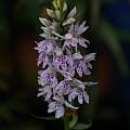 Dactylorhiza fuchsii, David Pilling Dactylorhiza fuchsii, David Pilling
