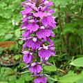 Dactylorhiza maculata, Giorgio Pozzi