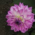 Dahlia 'Purple Joy', Mary Sue Ittner