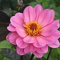Dahlia 'Rosamunde', David Pilling
