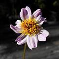 Dahlia merckii, Mary Sue Ittner