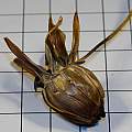 Dahlia dried seed head, David Pilling