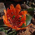 Daubenya aurea, Bob Rutemoeller [Shift+click to enlarge, Click to go to wiki entry]