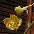 Delphinium cardinale yellow, Bob Rutemoeller