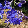 Delphinium decorum, Mary Sue Ittner [Shift+click to enlarge, Click to go to wiki entry]