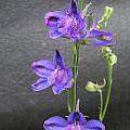 Delphinium hesperium flowers, Mary Sue Ittner