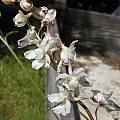 Delphinium hesperium ssp. pallescens, Bob Rutemoeller