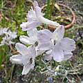 Delphinium hesperium ssp. pallescens, Mary Sue Ittner