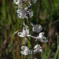 Delphinium hesperium ssp. pallescens, Bear Valley Road, Bob Rutemoeller