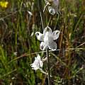 Delphinium hesperium ssp. pallescens, Bear Valley Road, Mary Sue Ittner