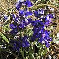 Delphinium hesperium ssp. hesperium in the wild, Bob Rutemoeller [Shift+click to enlarge, Click to go to wiki entry]