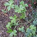 Delphinium parryi leaves, Mary Sue Ittner