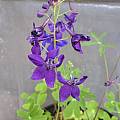 Delphinium patens ssp. patens, Mary Sue Ittner Delphinium patens ssp. patens, Mary Sue Ittner