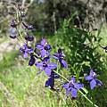 Delphinium patens ssp. patens, Nhu Nguyen Delphinium patens ssp. patens, Nhu Nguyen