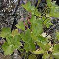 Delphinium purpusii leaves, Mary Sue Ittner