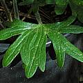 Delphinium recurvatum leaf, Mary Sue Ittner