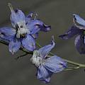 Delphinium recurvatum, Mary Sue Ittner [Shift+click to enlarge, Click to go to wiki entry]