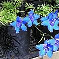 Delphinium sp., Mary Sue Ittner [Shift+click to enlarge, Click to go to wiki entry]