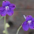 Delphinium variegatum, Mary Sue Ittner [Shift+click to enlarge, Click to go to wiki entry]