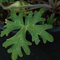 Delphinium variegatum leaf, Mary Sue Ittner