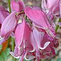 Dicentra 'Queen of Hearts', John Lonsdale