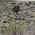 Dipterostemon capitatus, syn. Dichelostemma capitatum, HW178, Mojave Desert, Nhu Nguyen