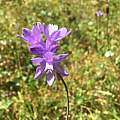 Dichelostemma congestum, Loren Adrian [Shift+click to enlarge, Click to go to wiki entry]