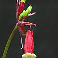 Dichelostemma ida-maia, flowers and buds, Nhu Nguyen