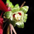 Dichelostemma ida-maia, face of the flower, Nhu Nguyen