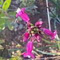 Dichelostemma × venustum, Jamie Spielman, Calfora, CC-BY-NC