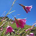 Dierama pauciflorum, Naude's Nek, Cameron McMaster [Shift+click to enlarge, Click to go to wiki entry]