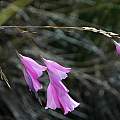 Dierama pulcherrimum near Cathcart, Mary Sue Ittner