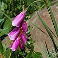 Dierama pulcherrimum, Gaika's Kop, Mary Sue Ittner [Shift+click to enlarge, Click to go to wiki entry]
