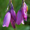 Dierama pulcherrimum, Gaika's Kop, Mary Sue Ittner
