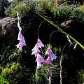 Dierama robustum, Naude's Nek, Cameron McMaster [Shift+click to enlarge, Click to go to wiki entry]